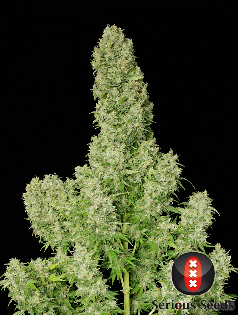 Serious Seeds - White Russian (fem.)