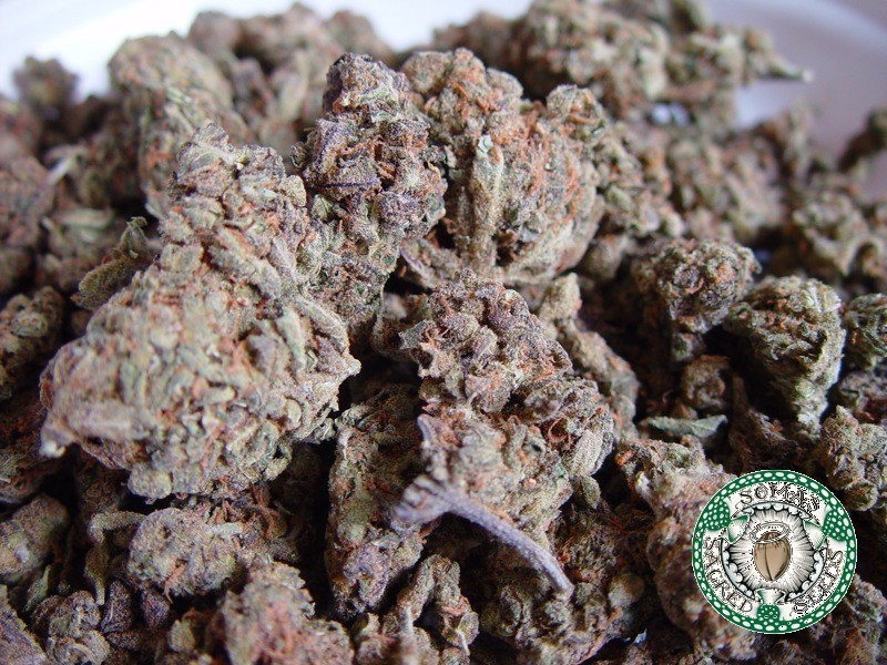 Soma Seeds - Amnesia Haze (fem.) 🏆