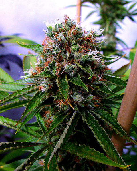 Soma Seeds - Buddha Sister (reg.)