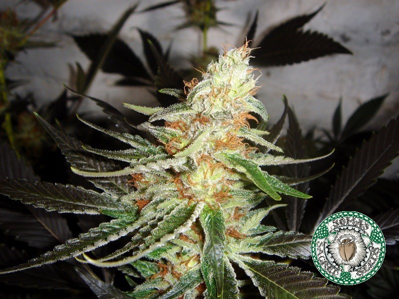 Soma Seeds - Lavender (reg.)