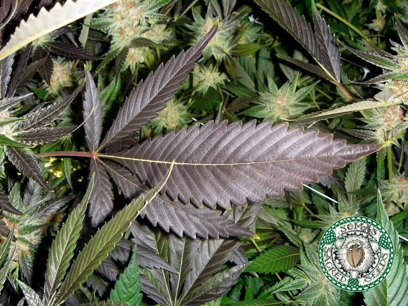 Soma Seeds - Lavender (reg.)