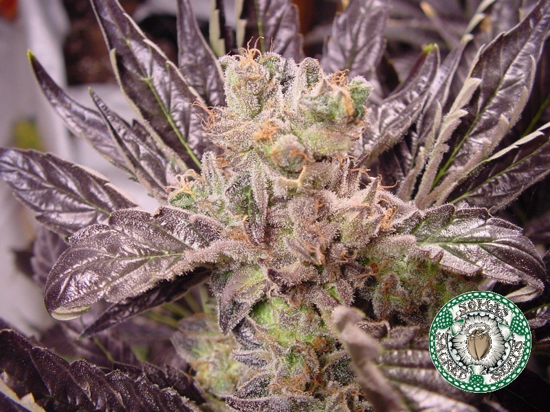 Soma Seeds - Lavender (reg.)
