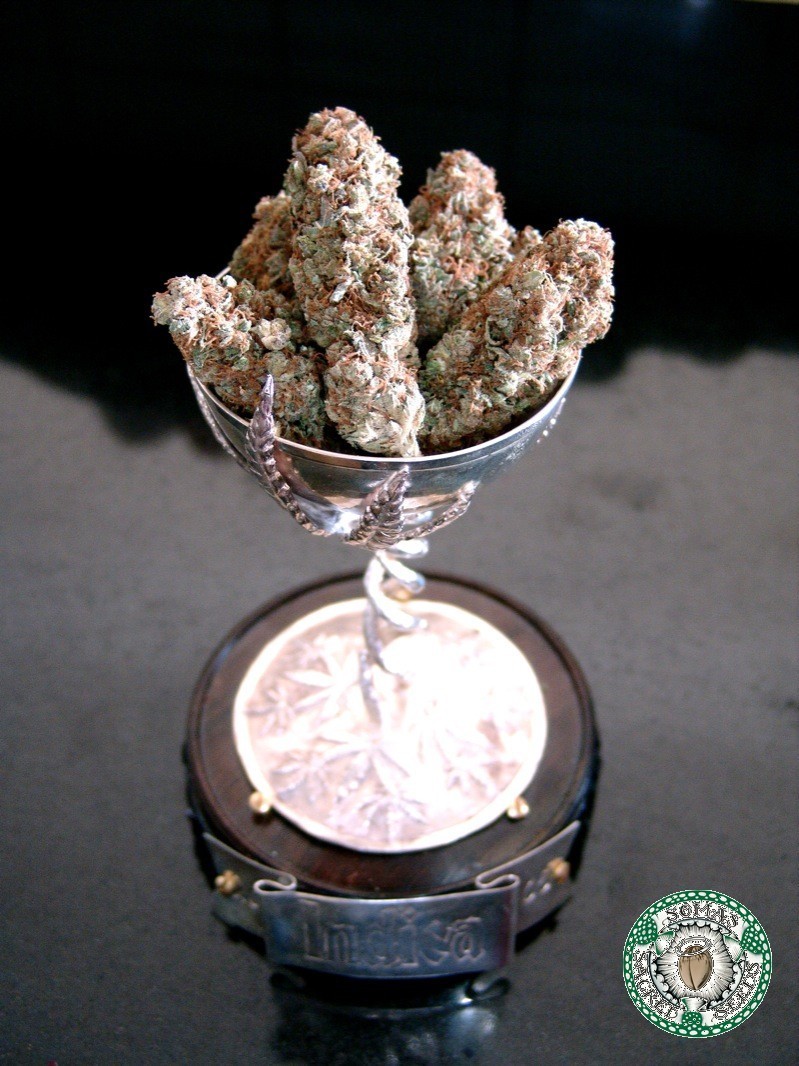 Soma Seeds - Lavender (reg.)