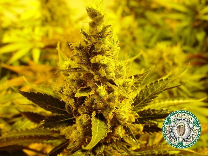 Soma Seeds - NYC Diesel (reg.)