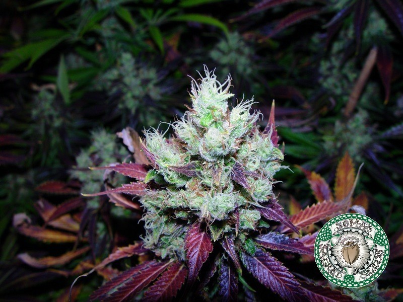 Soma Seeds - NYC Diesel (reg.)