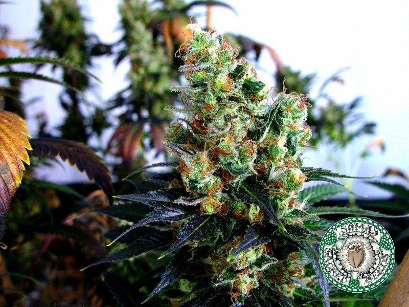 Soma Seeds - NYC Diesel (reg.)