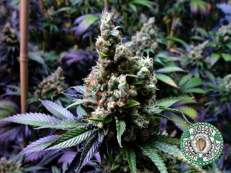 Soma Seeds - NYC Diesel (reg.)