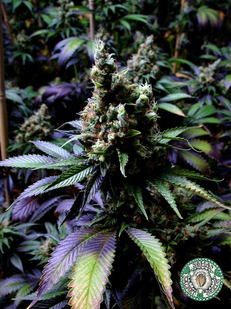 Soma Seeds - NYC Diesel (reg.)