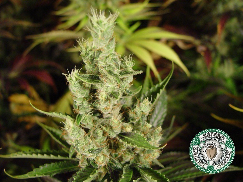 Soma Seeds - NYC Diesel (reg.)