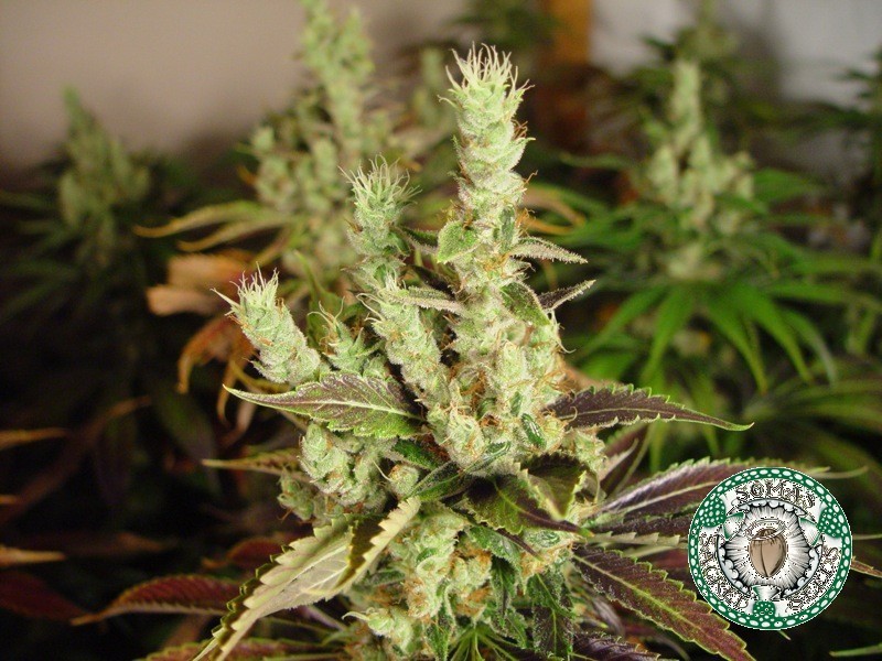Soma Seeds - NYC Diesel (reg.)
