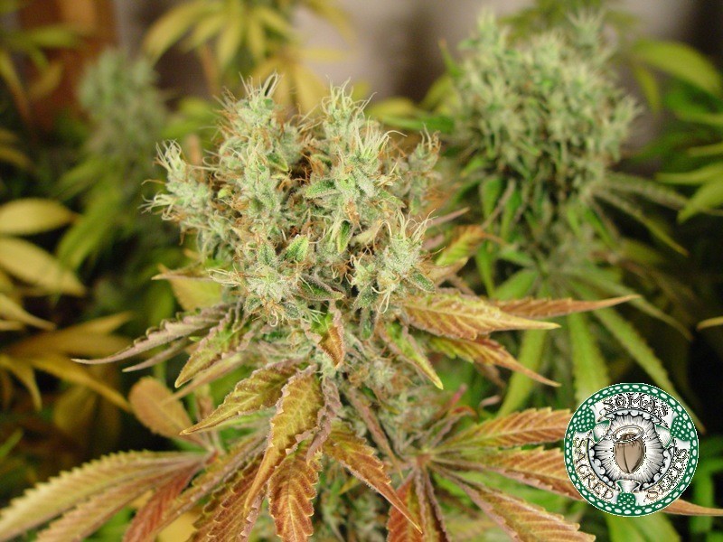 Soma Seeds - NYC Diesel (reg.)
