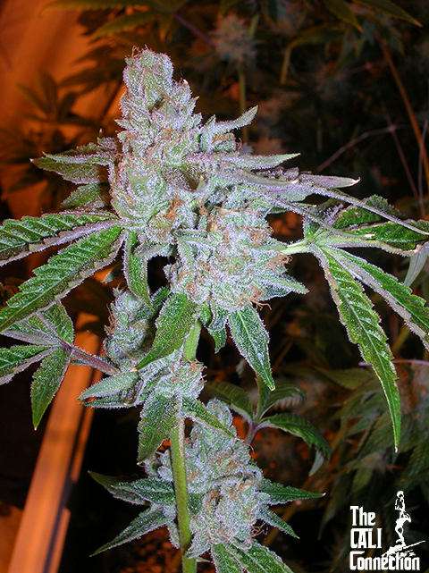 The Cali Connection - Tahoe OG Kush (fem.) 🏆