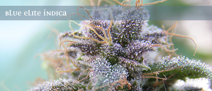 Elite Seeds - Blue Elite Indica (fem.)