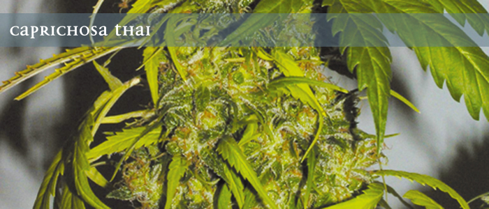 Elite Seeds - Caprichosa Thai (fem.)
