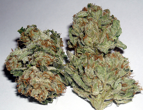 Rare Dankness - Rug Burn OG (fem.)