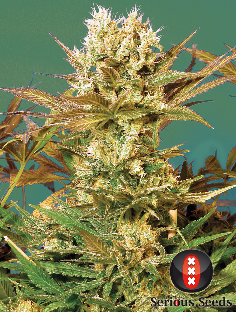 Serious Seeds - Motavation (fem.)