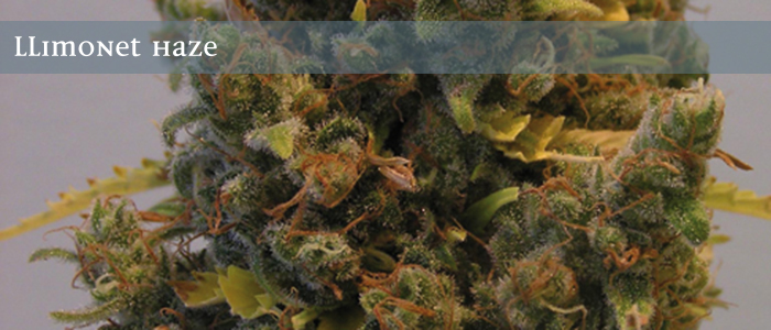 Elite Seeds - Llimonet Haze (fem.)