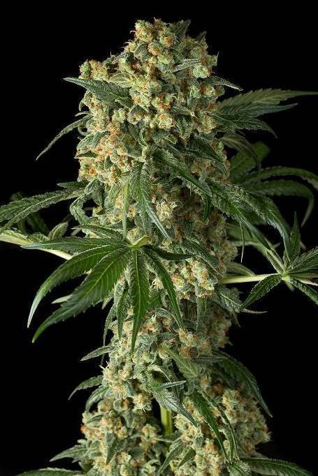 Dinafem - Big Kush (fem.)