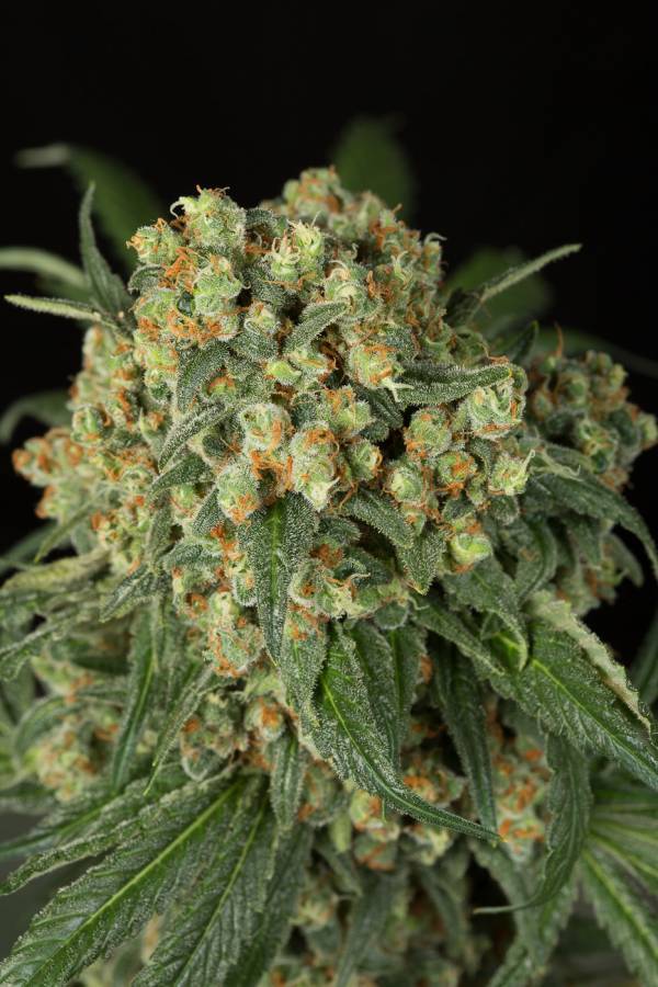 Dinafem - Big Kush (fem.)