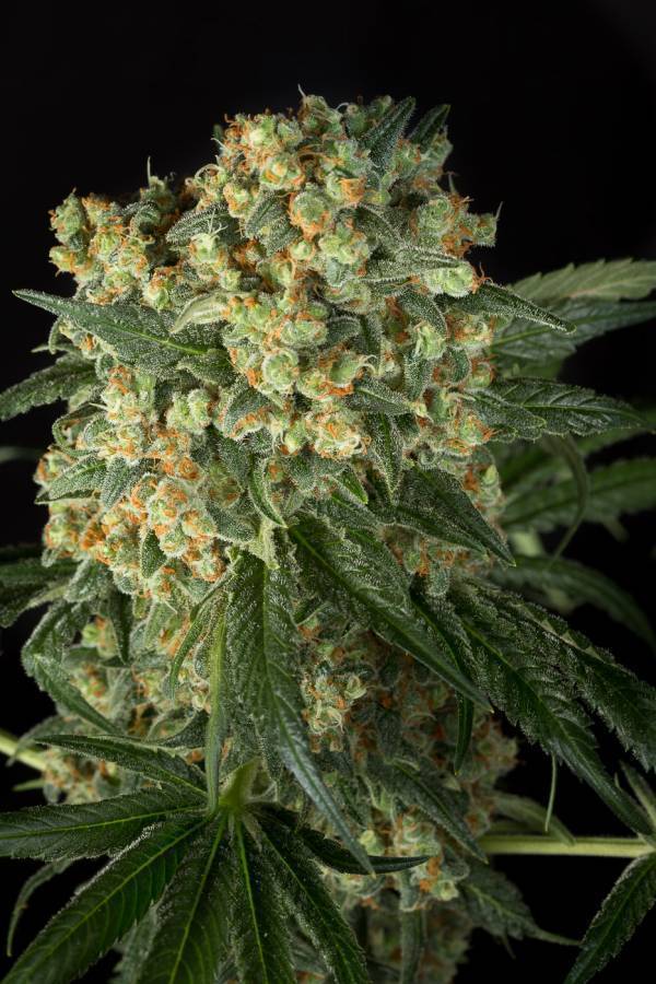 Dinafem - Big Kush (fem.)