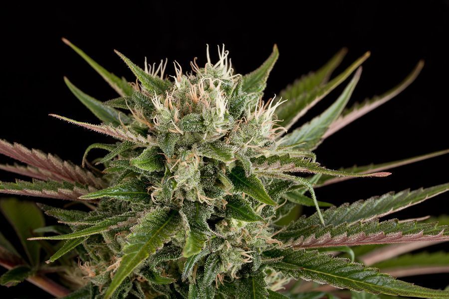 Dinafem - Blue Cheese (fem.)