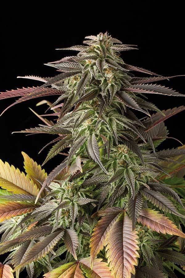 Dinafem - Blue Cheese (fem.)