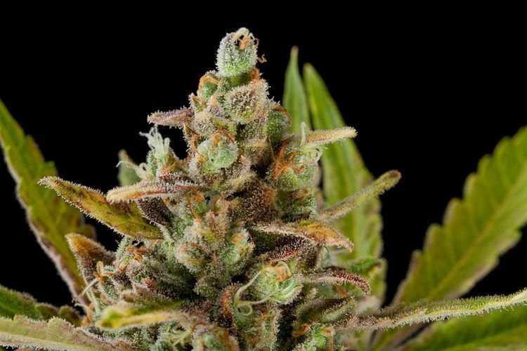 Dinafem - Critical Kush (fem.)