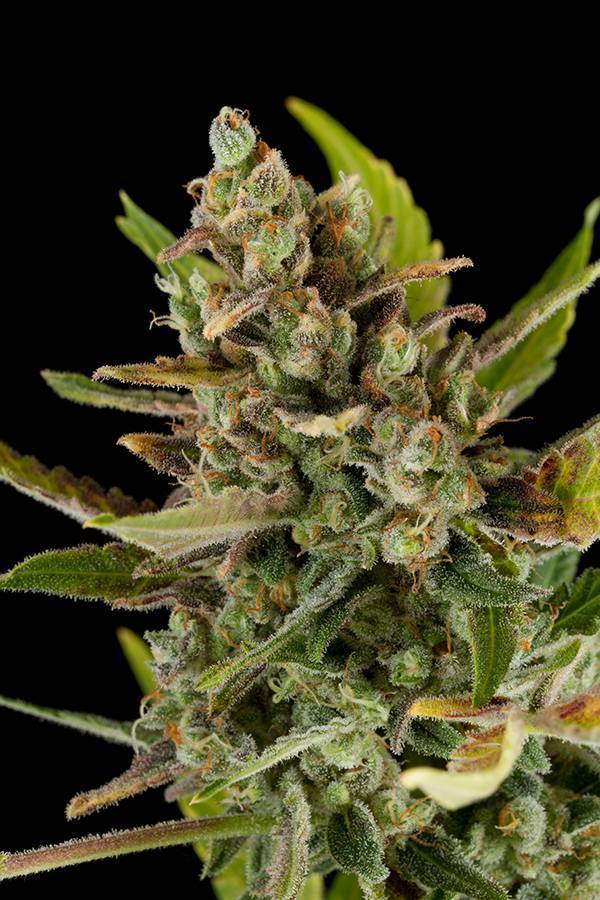 Dinafem - Critical Kush (fem.)