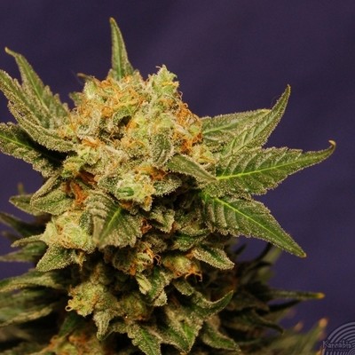 Kannabia Seeds - Big Band (fem.) 01551