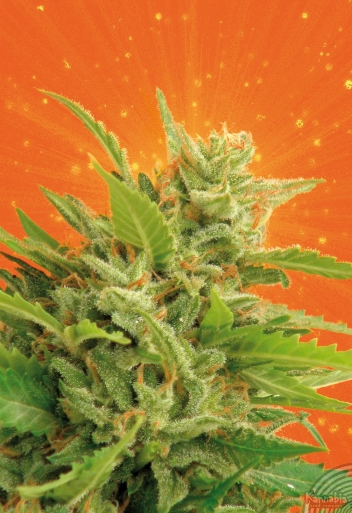 Kannabia Seeds - Big Band (fem.)