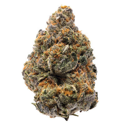 Humboldt Seed Organization - The New (fem.) 06303