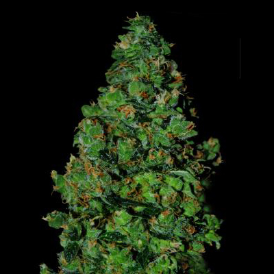 VIP Seeds - Membrana Hiper Auto (auto/fem.)