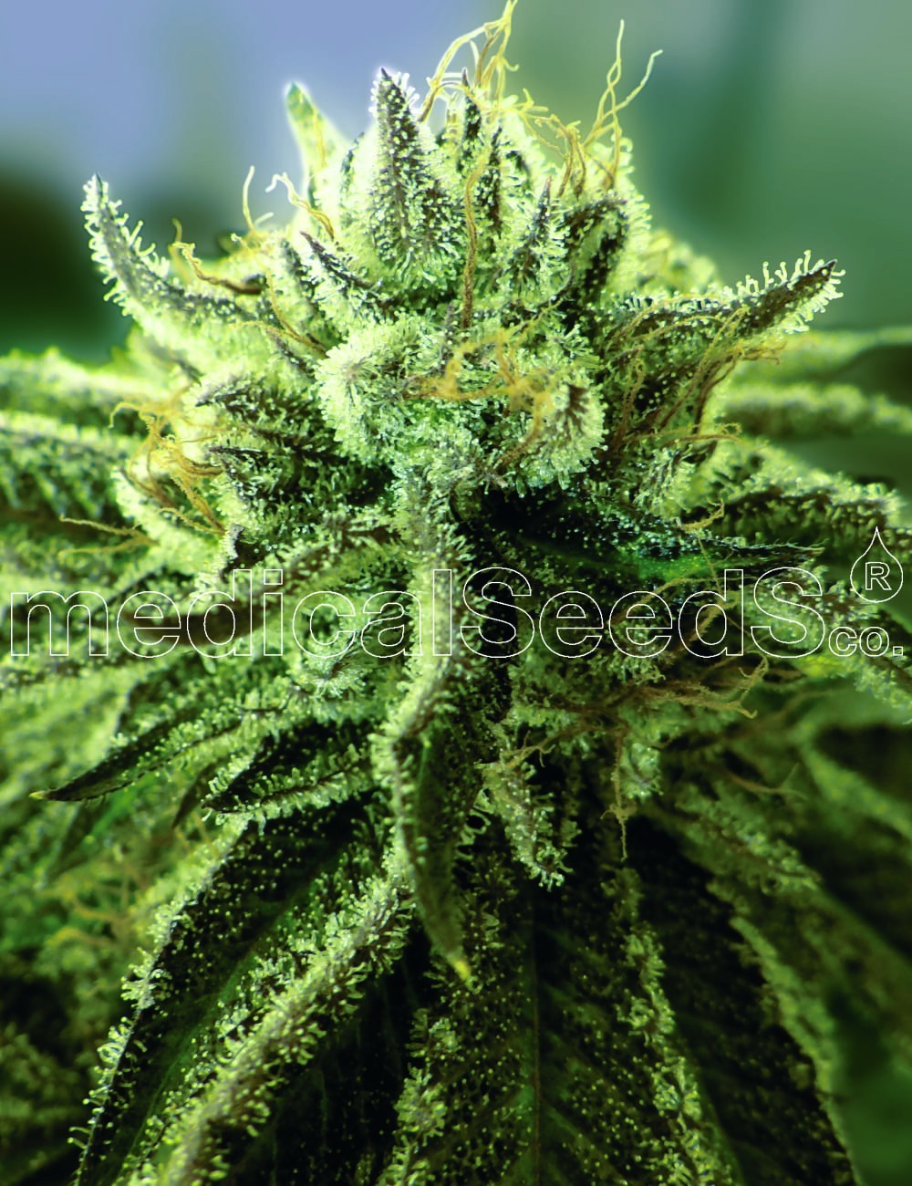 Medical Seeds - Canadian Kush 2.0 (fem.)