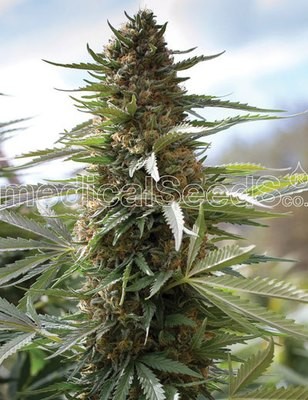 Medical Seeds - Over Dawg (fem.) 06308