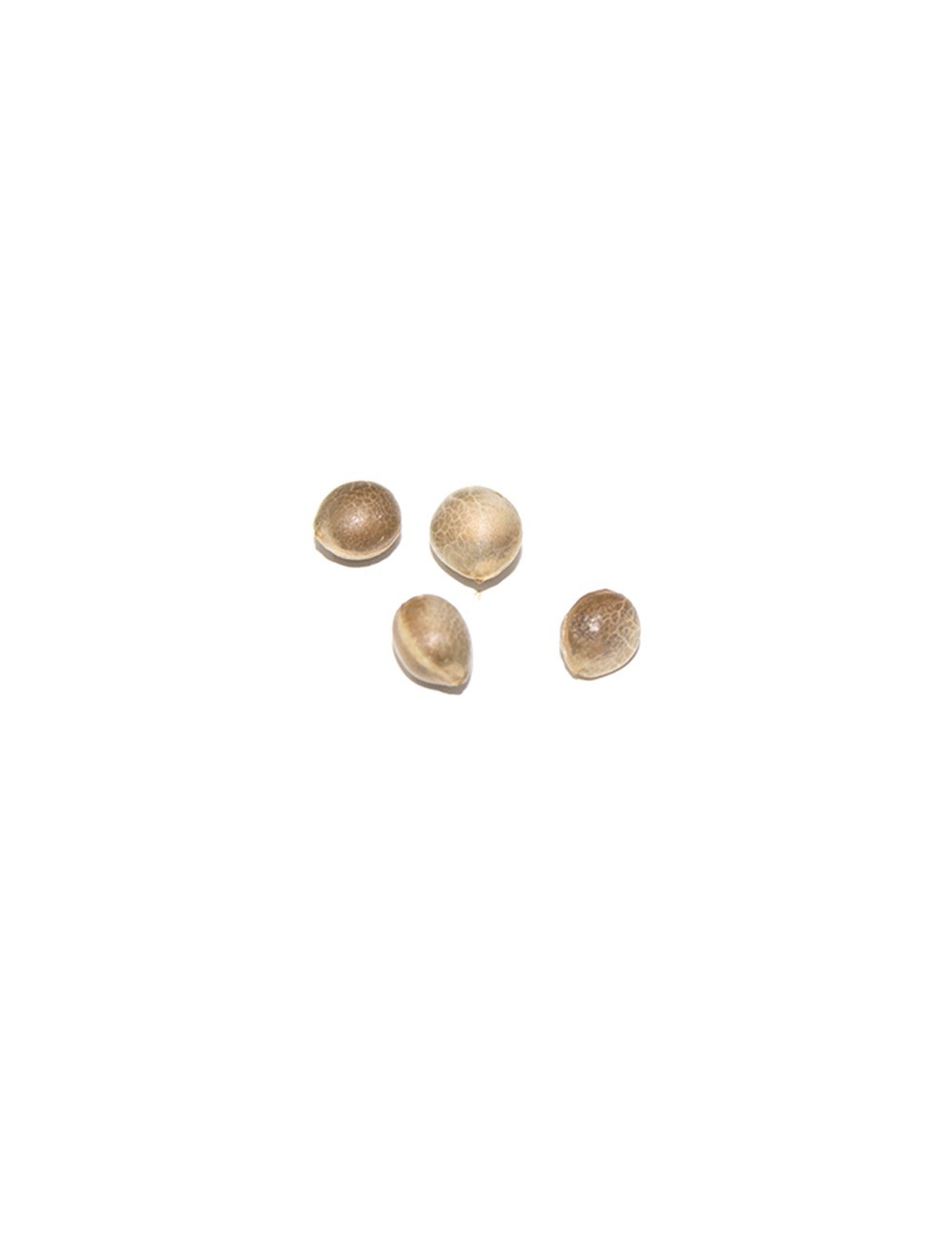 Medical Seeds - Over Dawg (fem.)