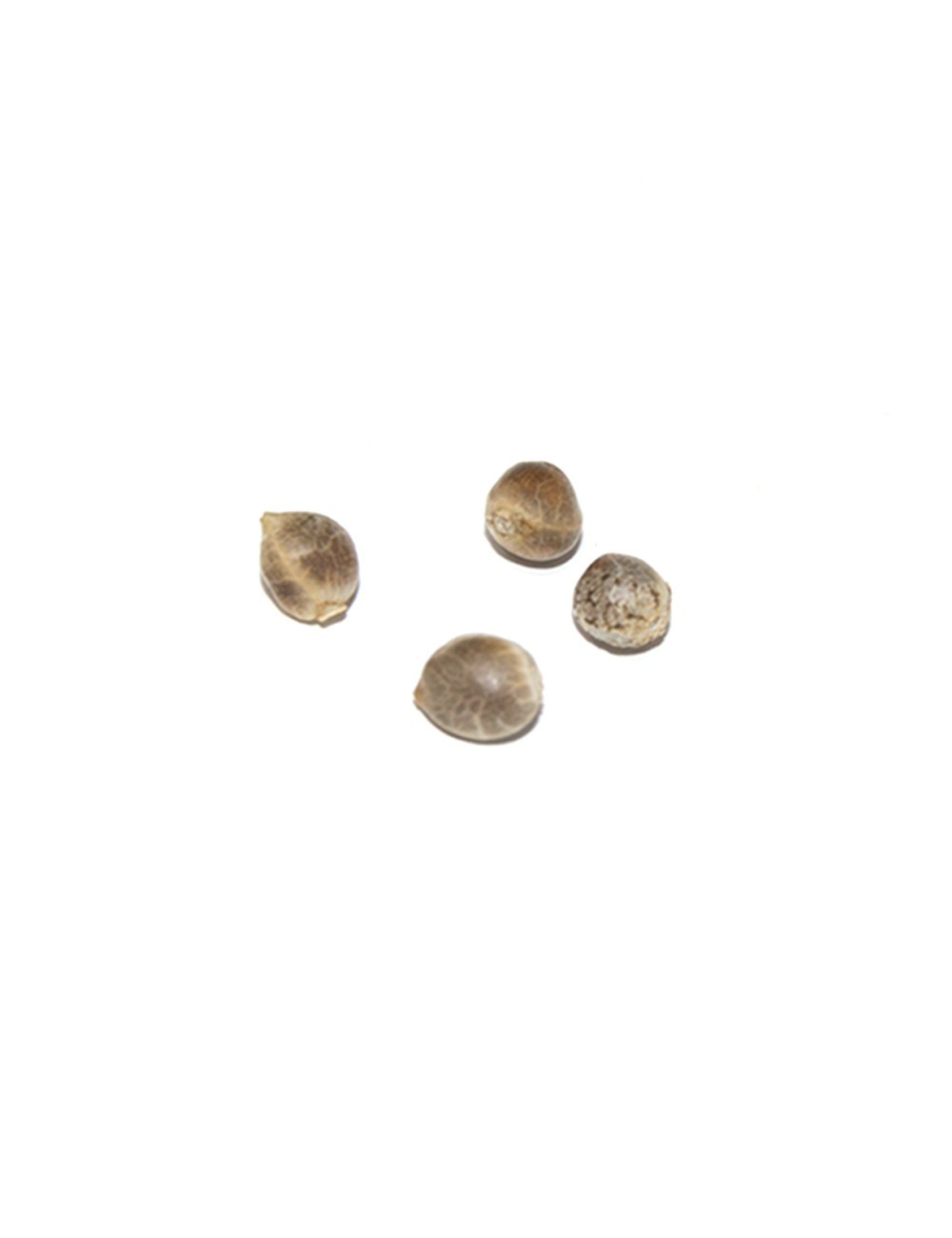Medical Seeds - Some Sweet (fem.)