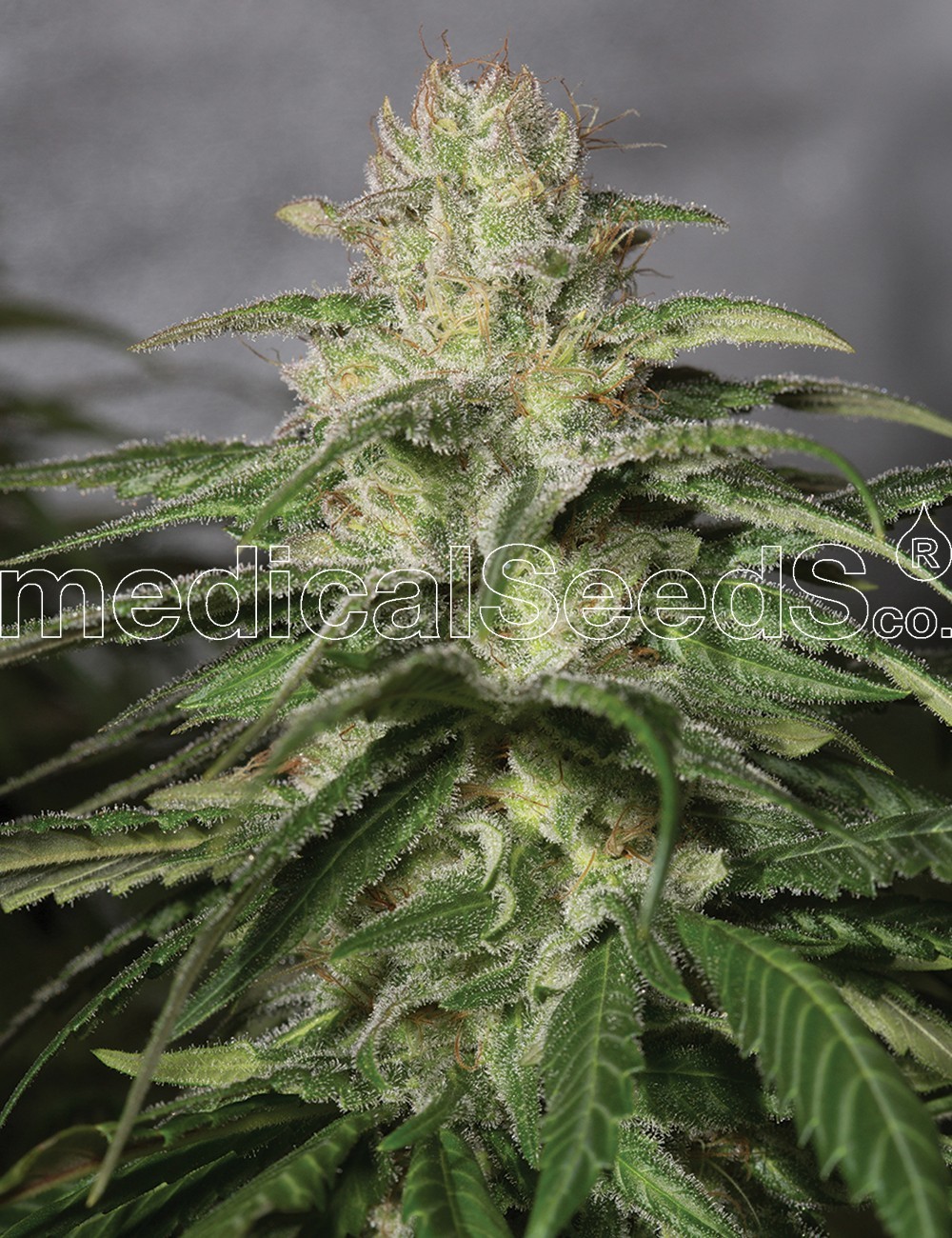 Medical Seeds - OG Kush CBD (fem.)
