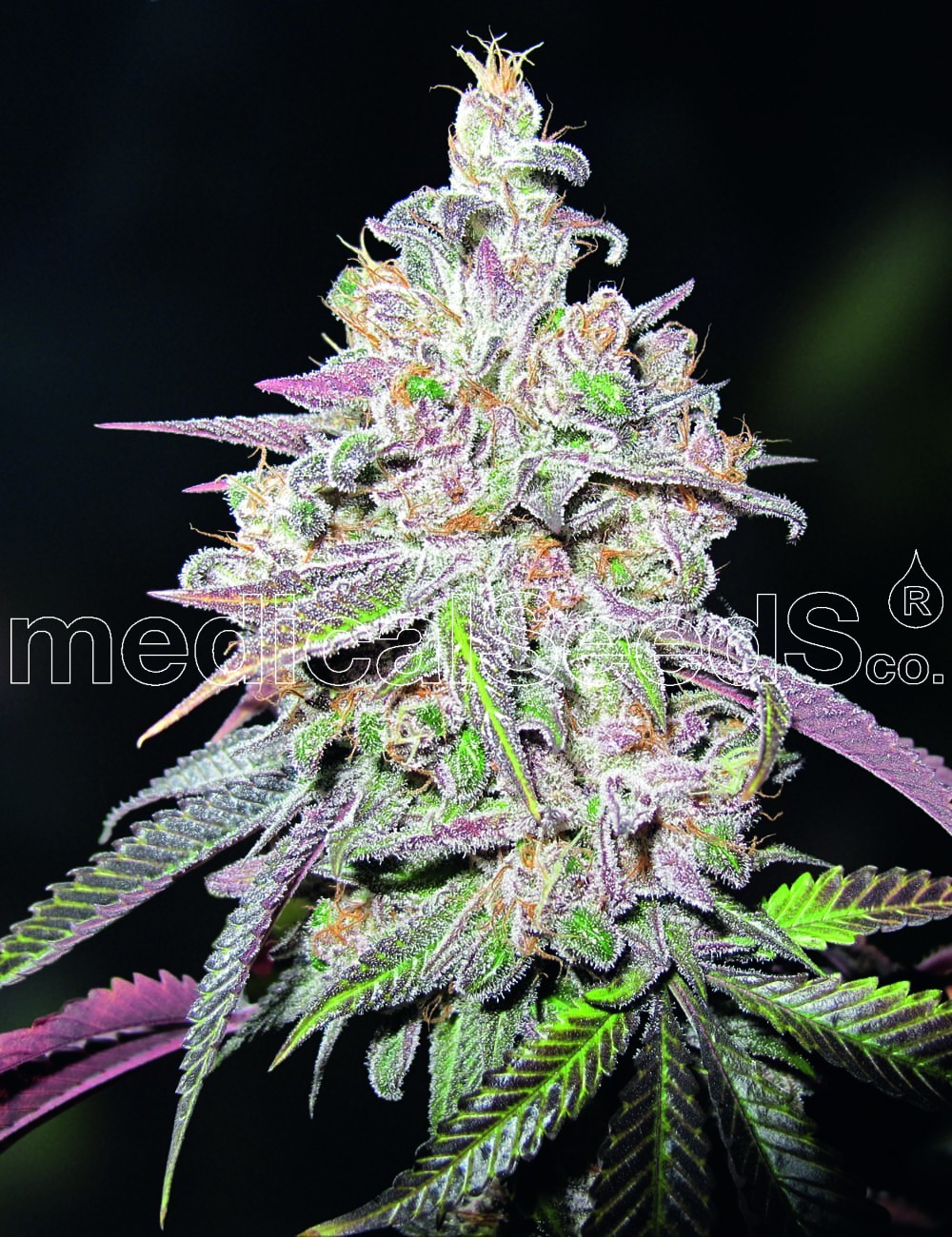 Medical Seeds - Mendocino Chanel Kush (fem.)
