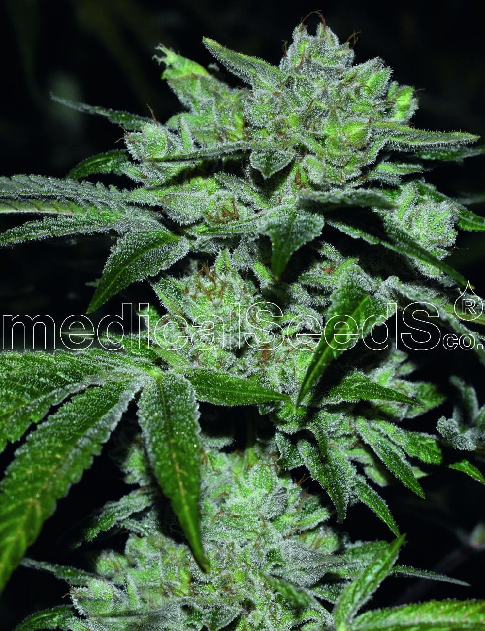 Medical Seeds - Sour Glue (fem.)