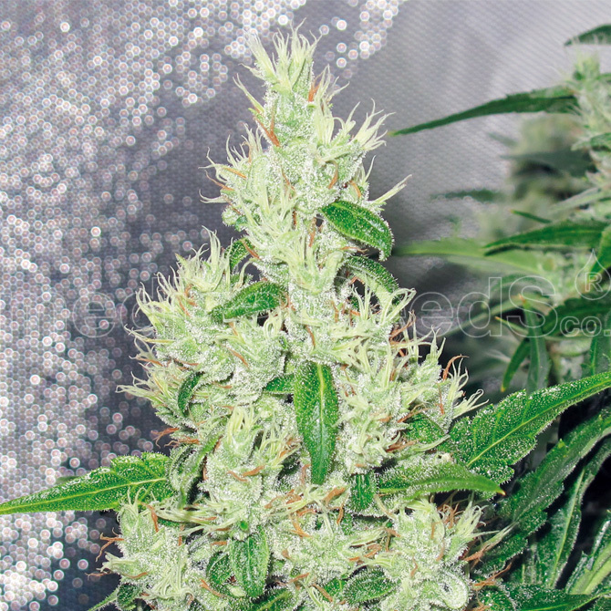 Medical Seeds - Y Griega (fem.)