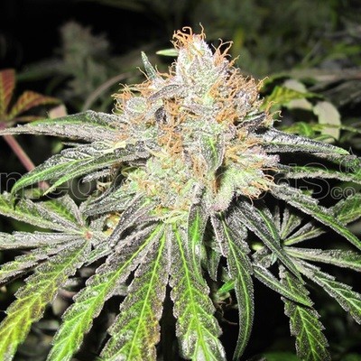 Medical Seeds - Deep Neville (reg.) 02642