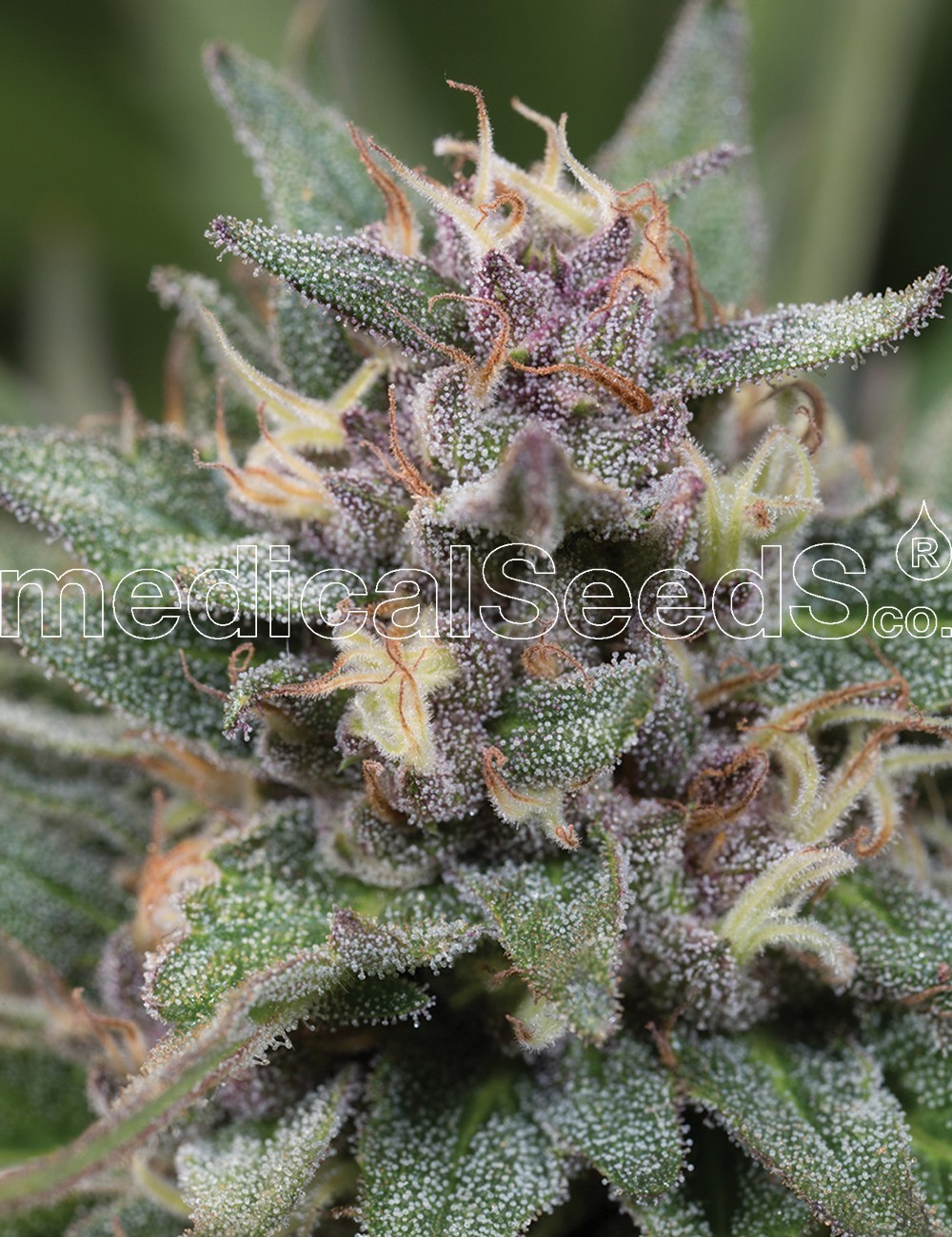 Medical Seeds - Bluehell Auto (auto/fem.)