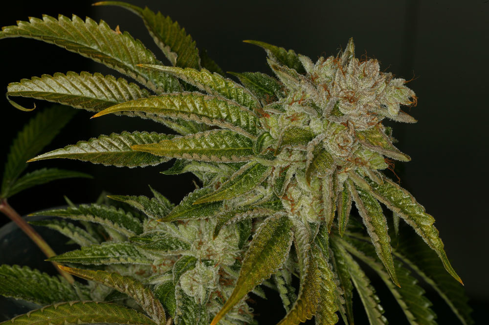 T.H. Seeds - Mk-Ultra Kush (fem.)