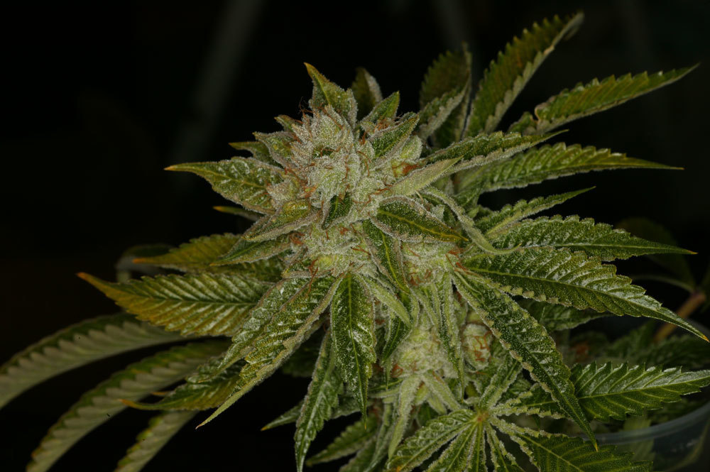 T.H. Seeds - Mk-Ultra Kush (fem.)