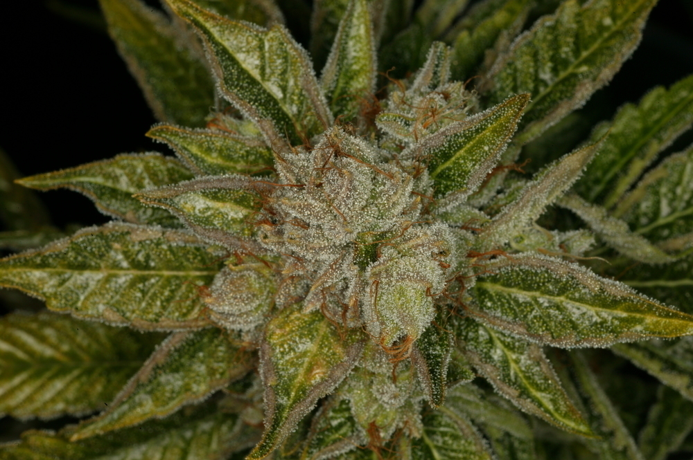 T.H. Seeds - Mk-Ultra Kush (fem.)
