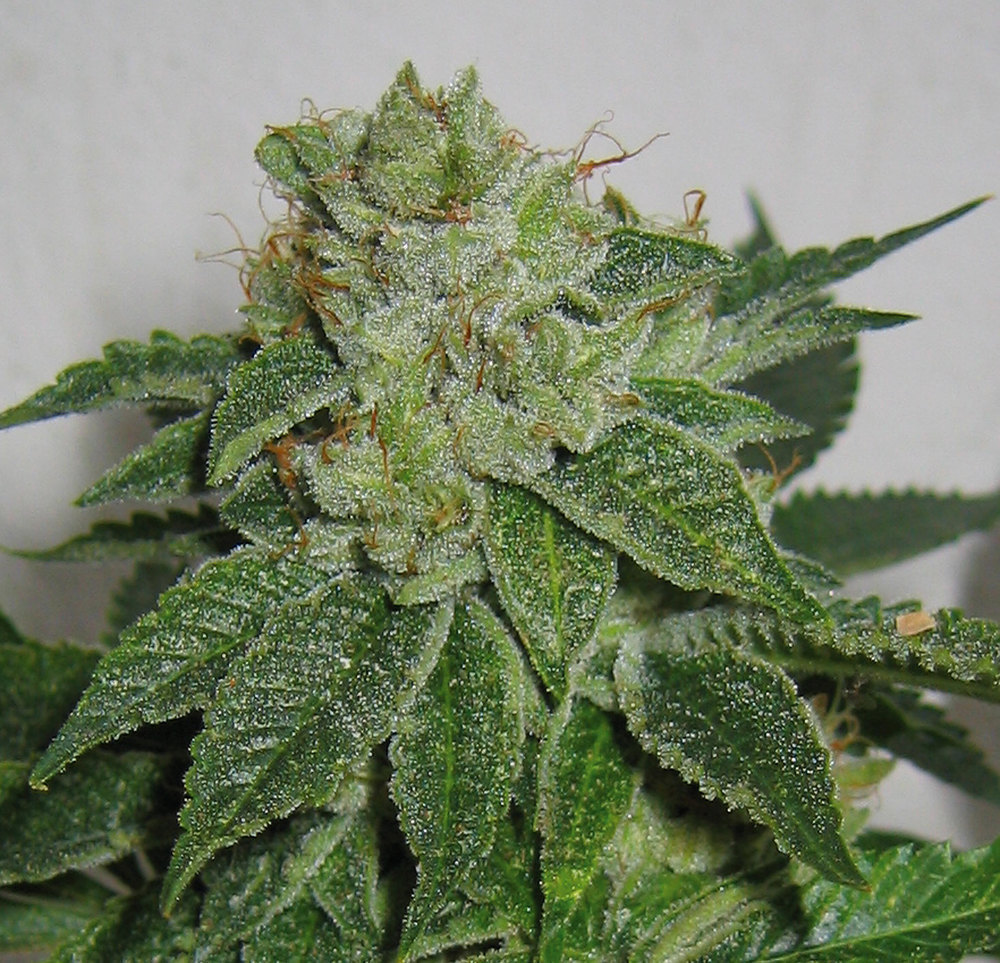 T.H. Seeds - Mk-Ultra Kush (fem.)