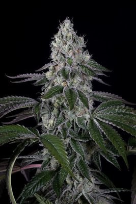 Dinafem - Wedding Cake (fem.) 06317