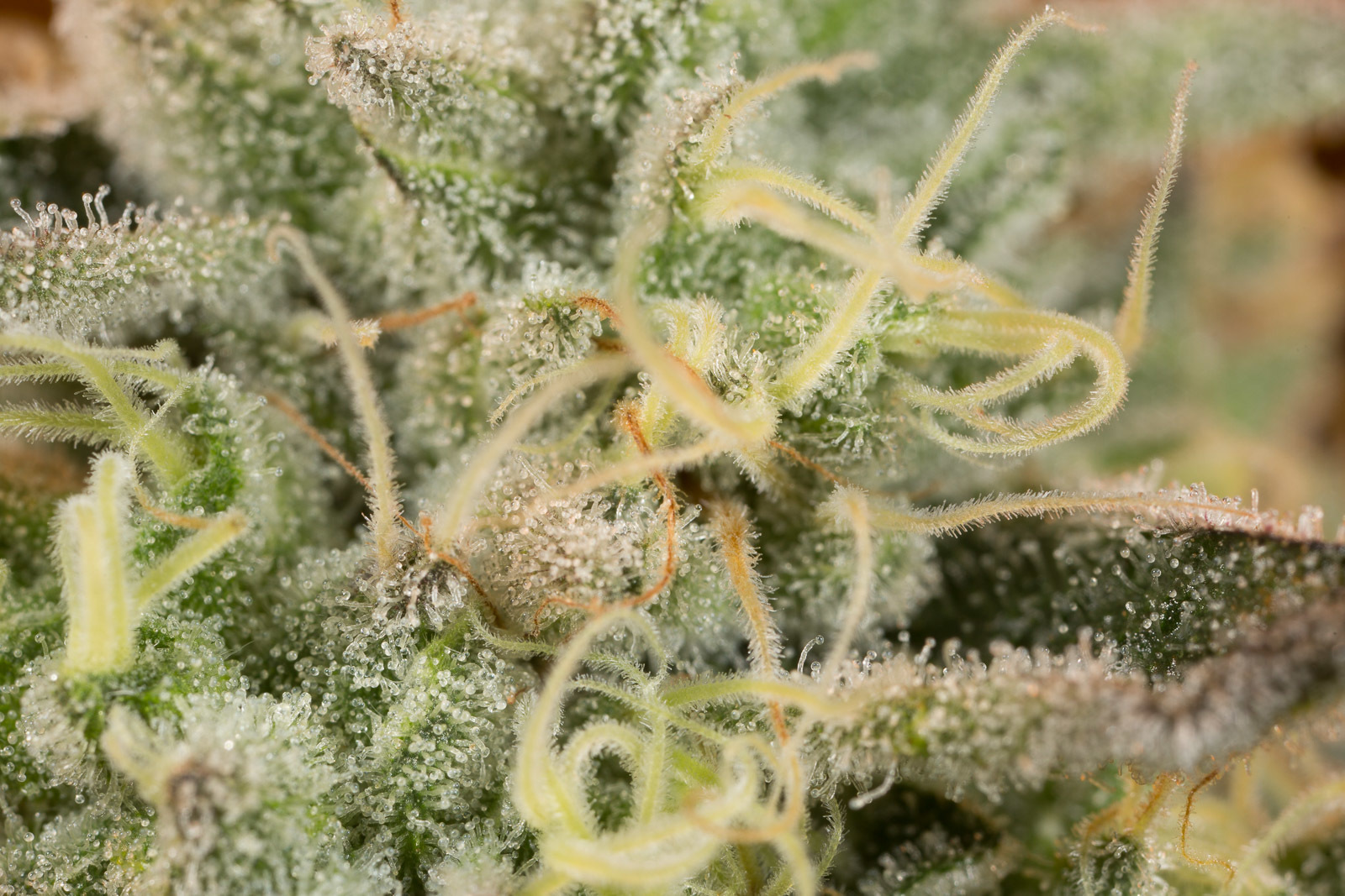 Dinafem - Wedding Cake (fem.)