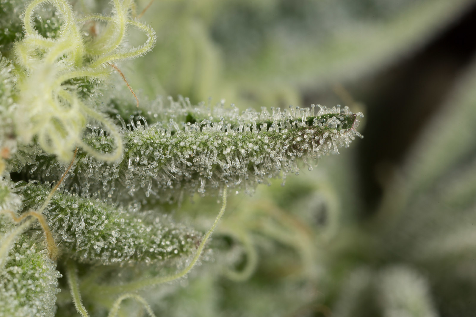 Dinafem - Wedding Cake (fem.)