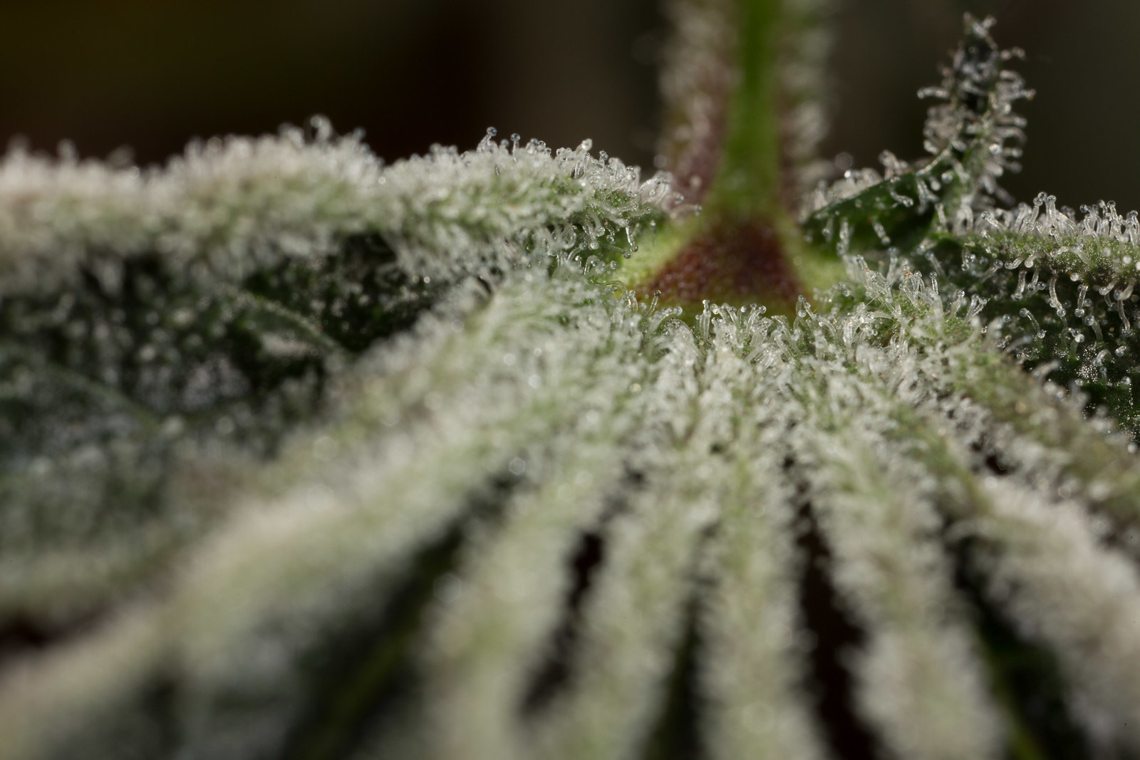 Dinafem - Wedding Cake (fem.)